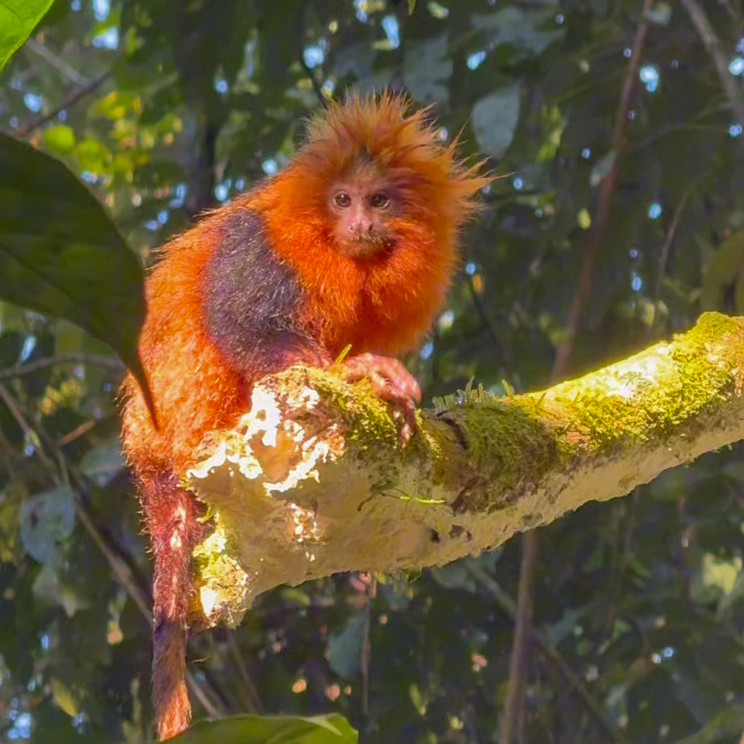 Mico Leão Dourado: parque com visitação em Silva Jardim – RJ para avistamento de micos